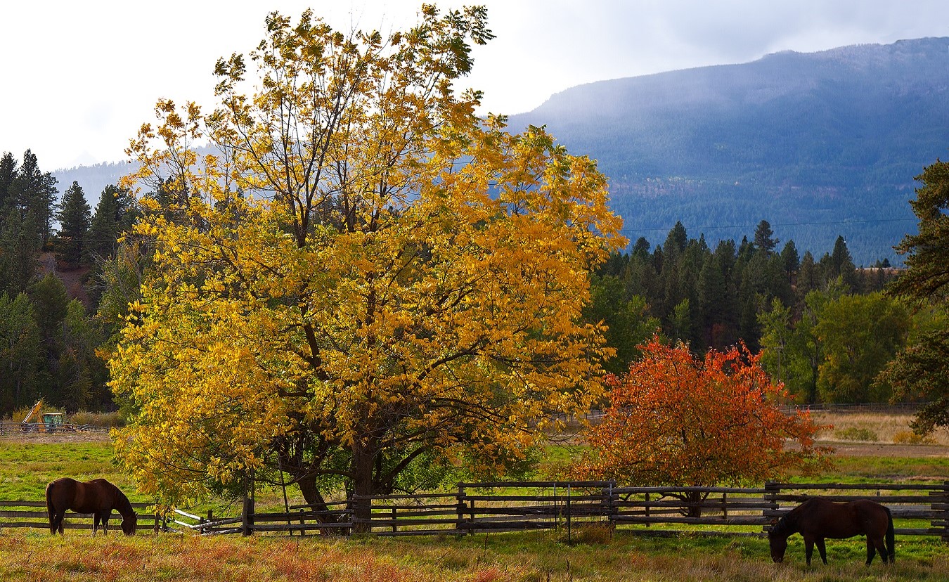 Fall trees with horses and mountains in the background